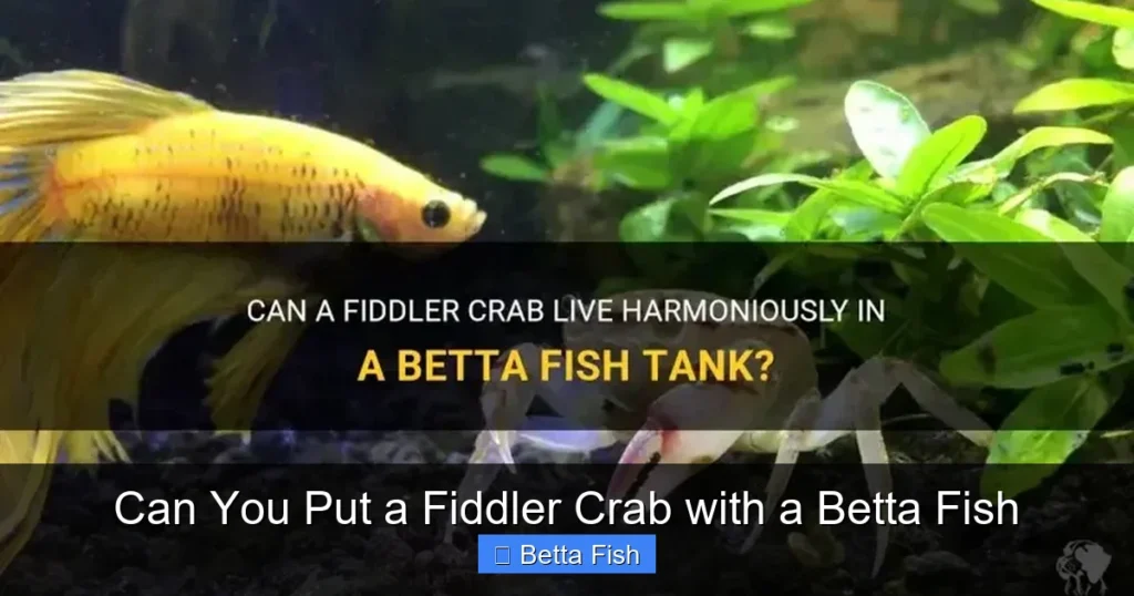 Can You Put a Fiddler Crab with a Betta Fish