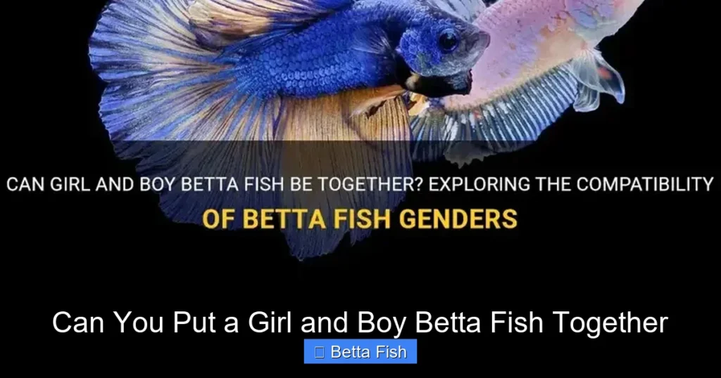 Can You Put a Girl and Boy Betta Fish Together