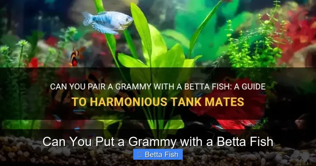 Can You Put a Grammy with a Betta Fish