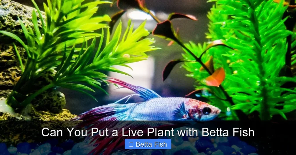 Can You Put a Live Plant with Betta Fish