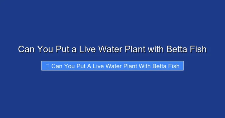 Can You Put a Live Water Plant with Betta Fish