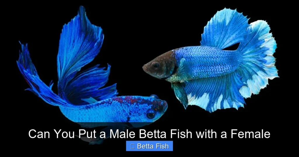 Can You Put a Male Betta Fish with a Female