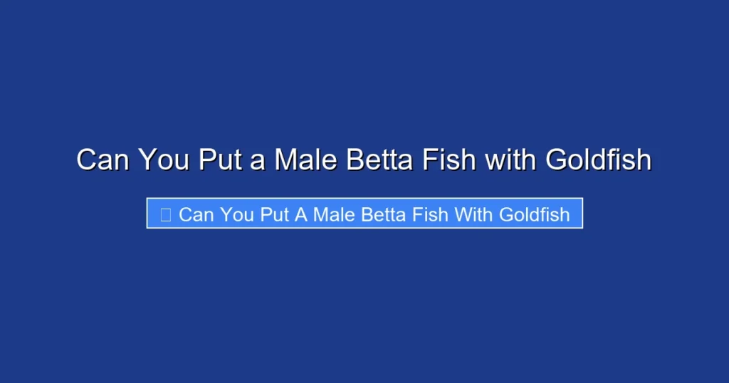 Can You Put a Male Betta Fish with Goldfish