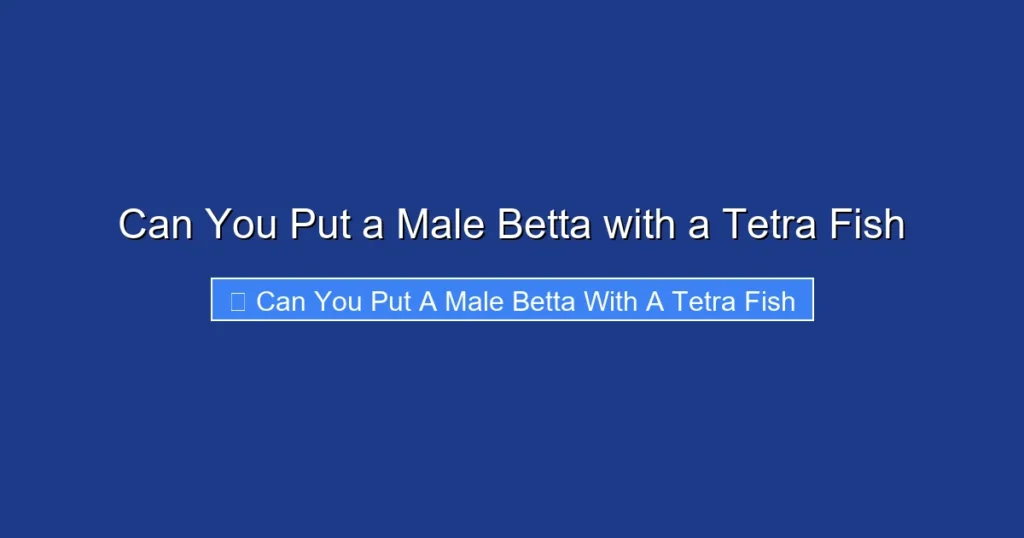 Can You Put a Male Betta with a Tetra Fish