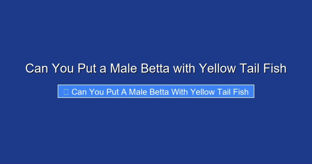 Can You Put a Male Betta with Yellow Tail Fish