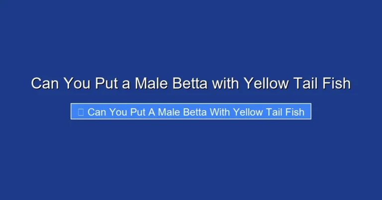 Can You Put a Male Betta with Yellow Tail Fish