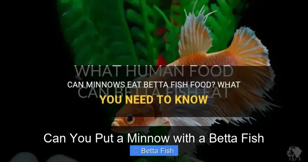 Can You Put a Minnow with a Betta Fish