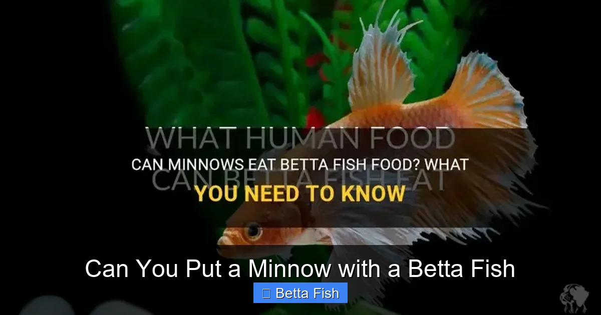 Can You Put a Minnow with a Betta Fish