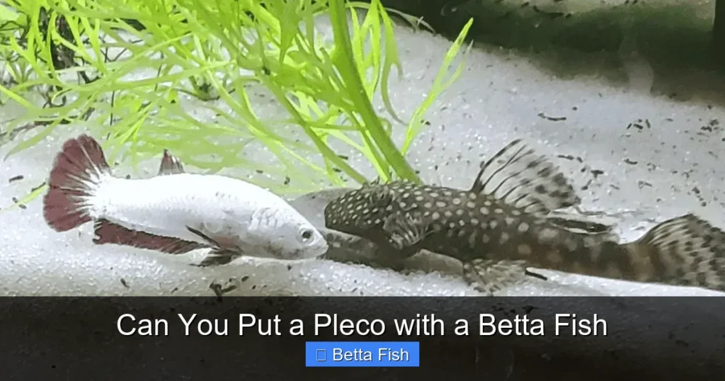Can You Put a Pleco with a Betta Fish