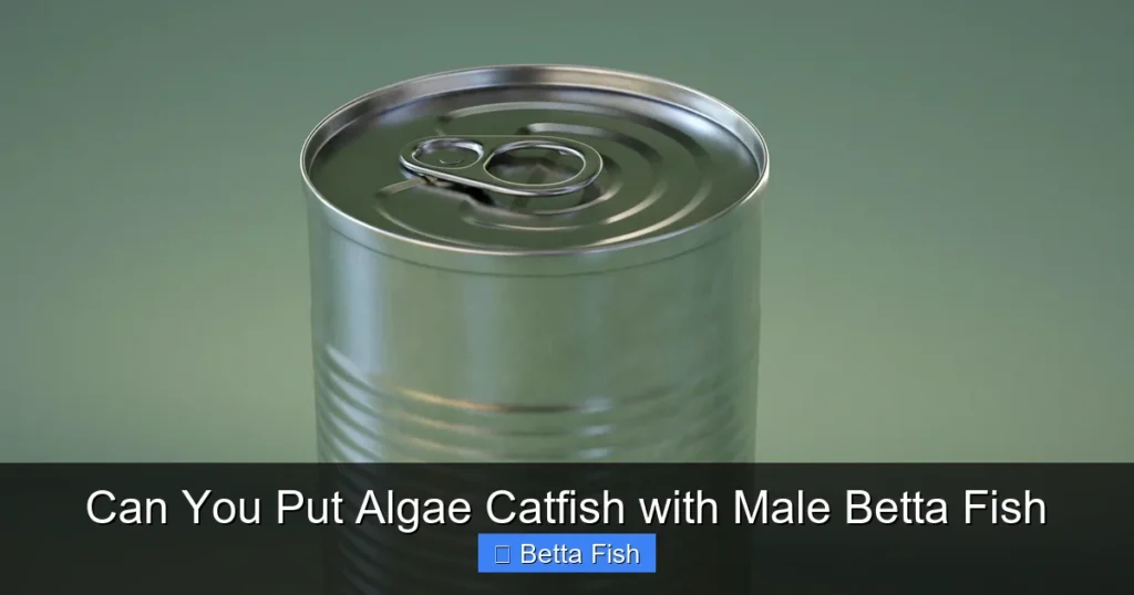 Can You Put Algae Catfish with Male Betta Fish