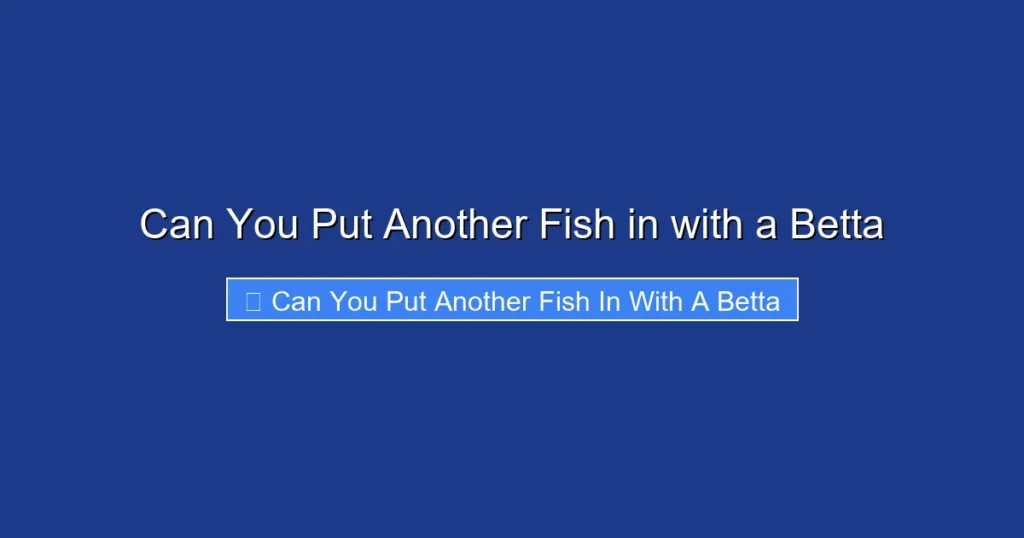 Can You Put Another Fish in with a Betta