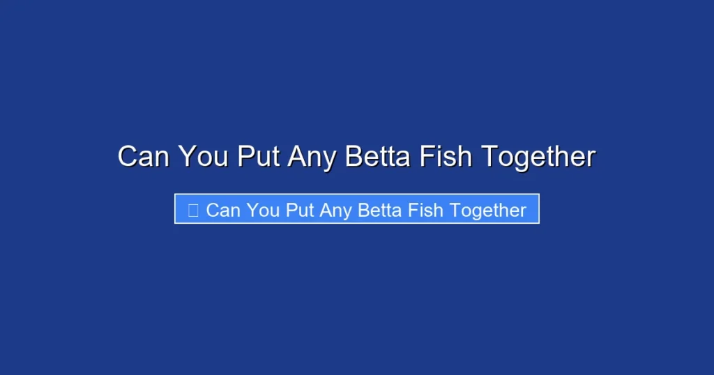 Can You Put Any Betta Fish Together