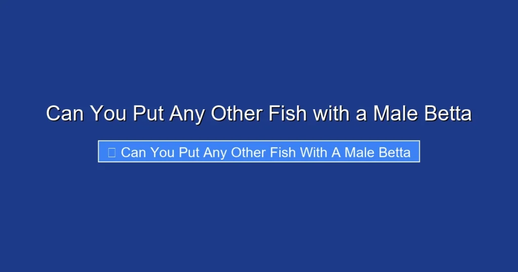 Can You Put Any Other Fish with a Male Betta