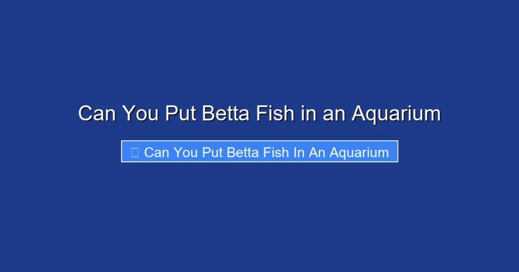 Can You Put Betta Fish in an Aquarium