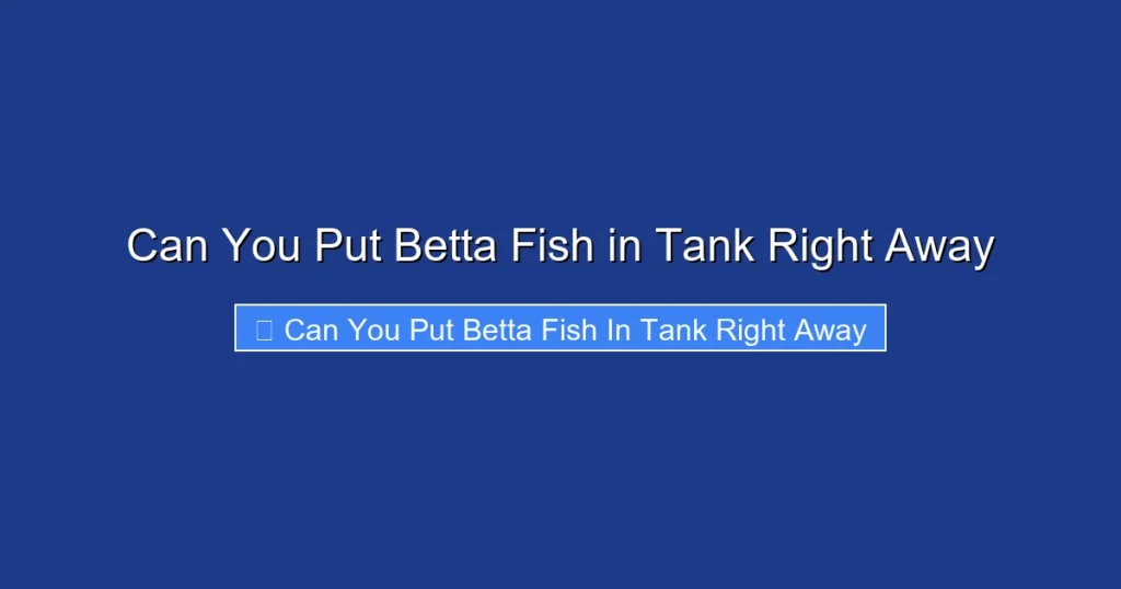 Can You Put Betta Fish in Tank Right Away