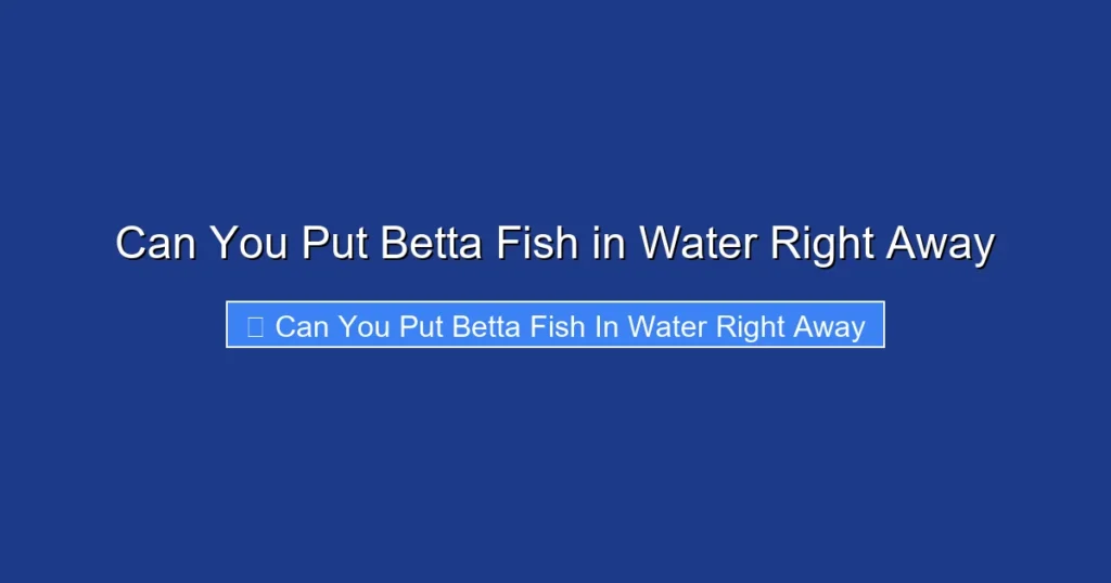 Can You Put Betta Fish in Water Right Away
