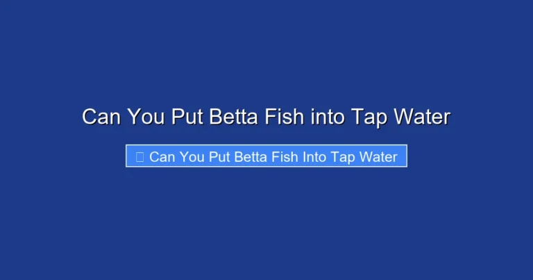 Can You Put Betta Fish into Tap Water