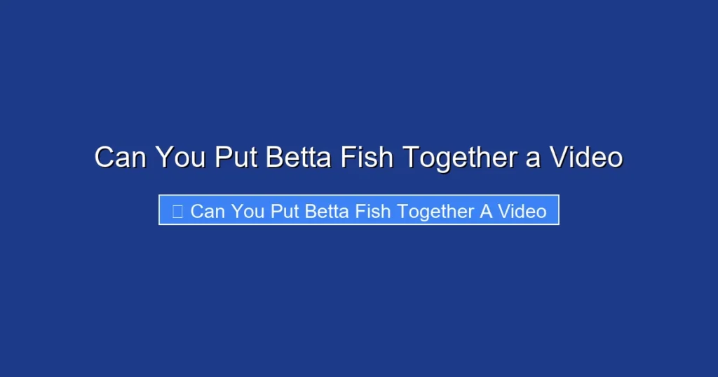 Can You Put Betta Fish Together a Video