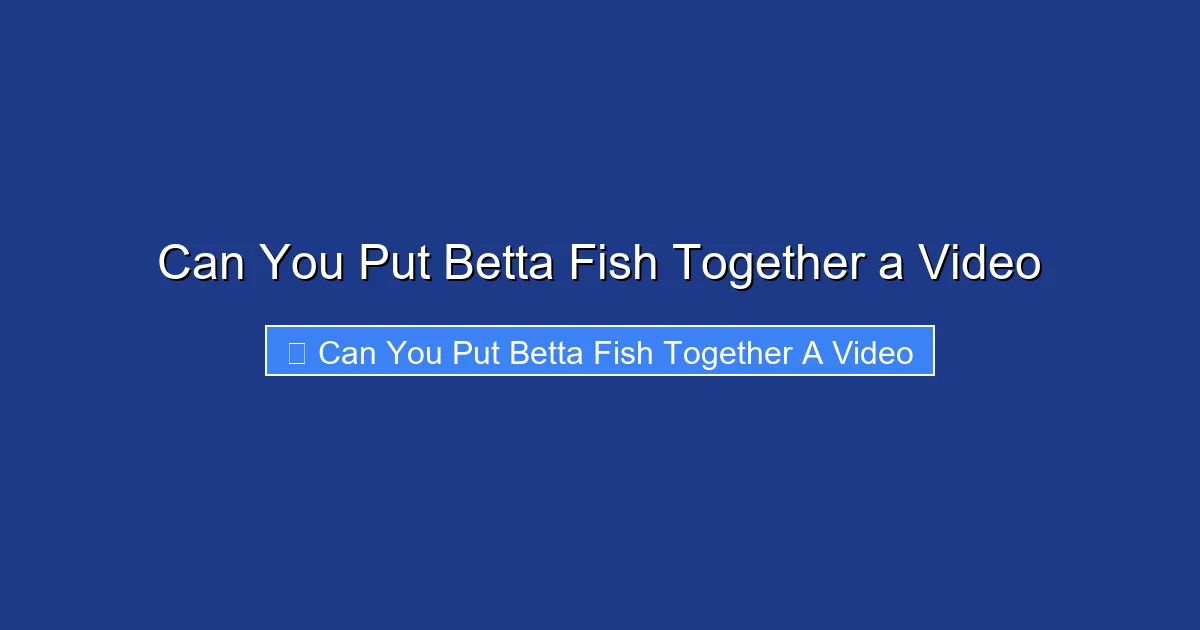 Can You Put Betta Fish Together a Video
