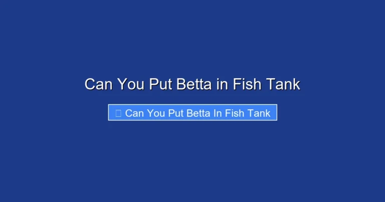 Can You Put Betta in Fish Tank