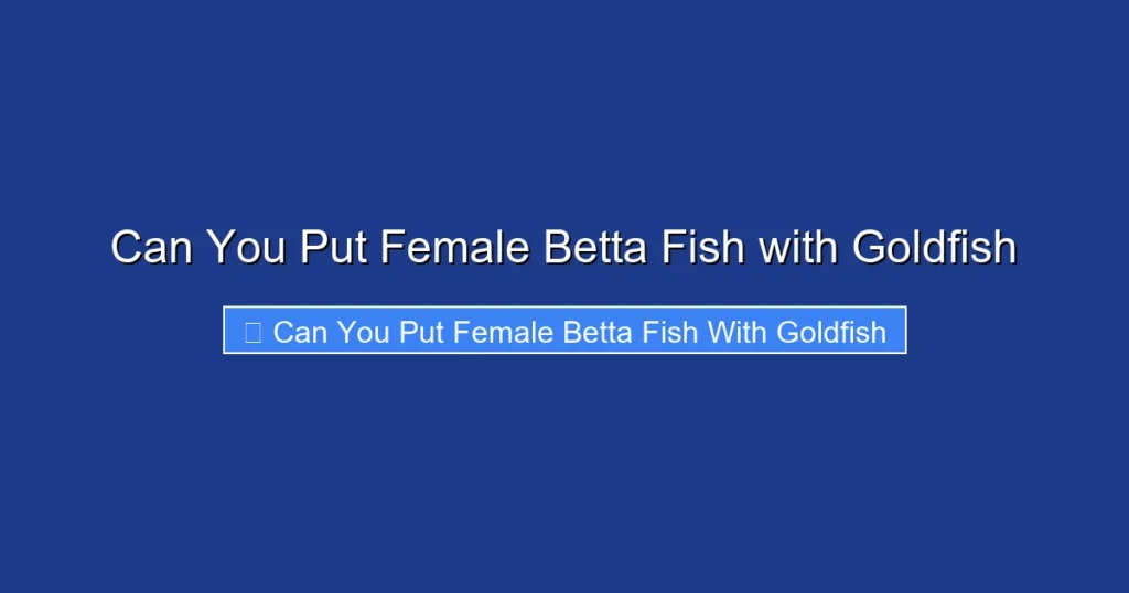 Can You Put Female Betta Fish with Goldfish