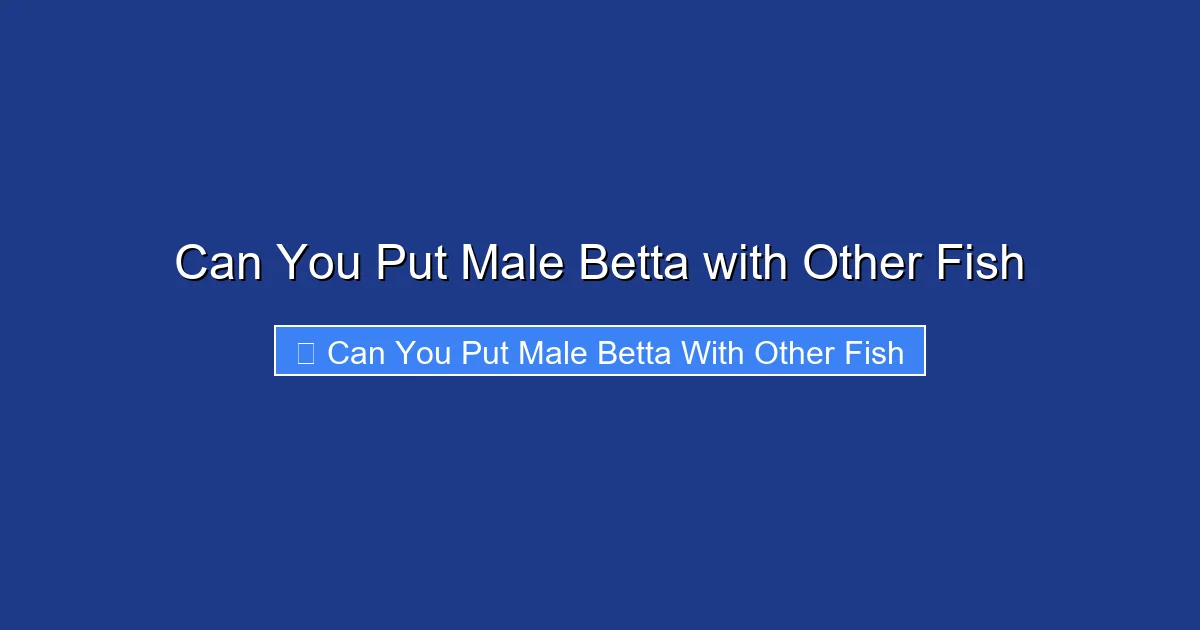 Can You Put Male Betta with Other Fish