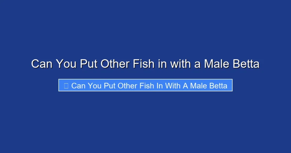 Can You Put Other Fish in with a Male Betta