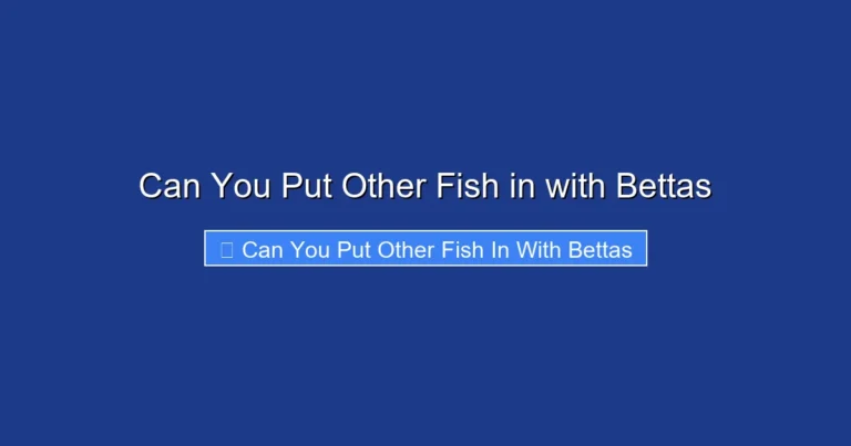 Can You Put Other Fish in with Bettas