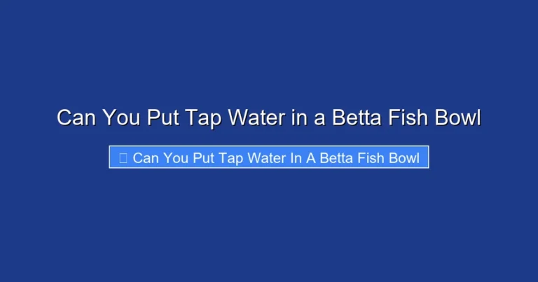 Can You Put Tap Water in a Betta Fish Bowl