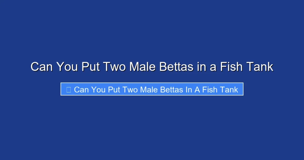 Can You Put Two Male Bettas in a Fish Tank
