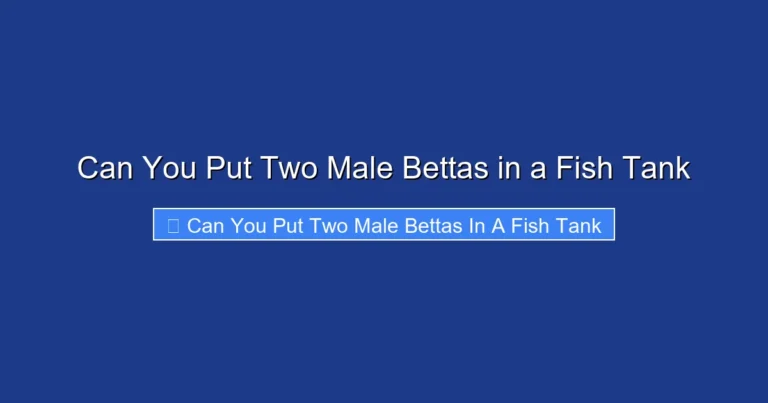 Can You Put Two Male Bettas in a Fish Tank