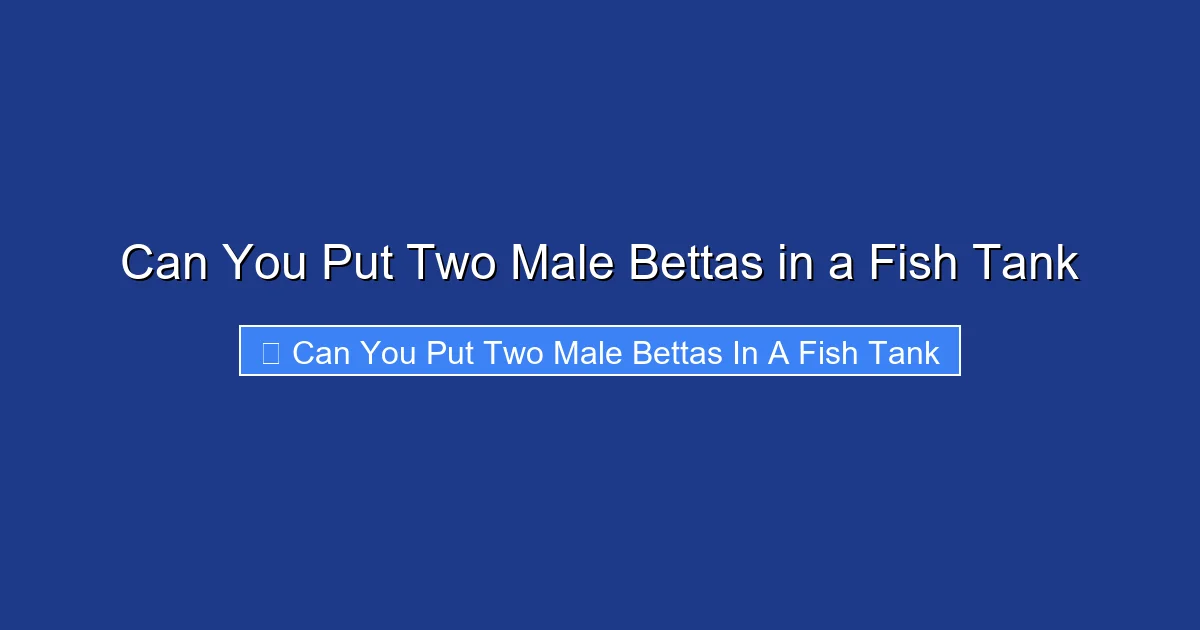 Can You Put Two Male Bettas in a Fish Tank