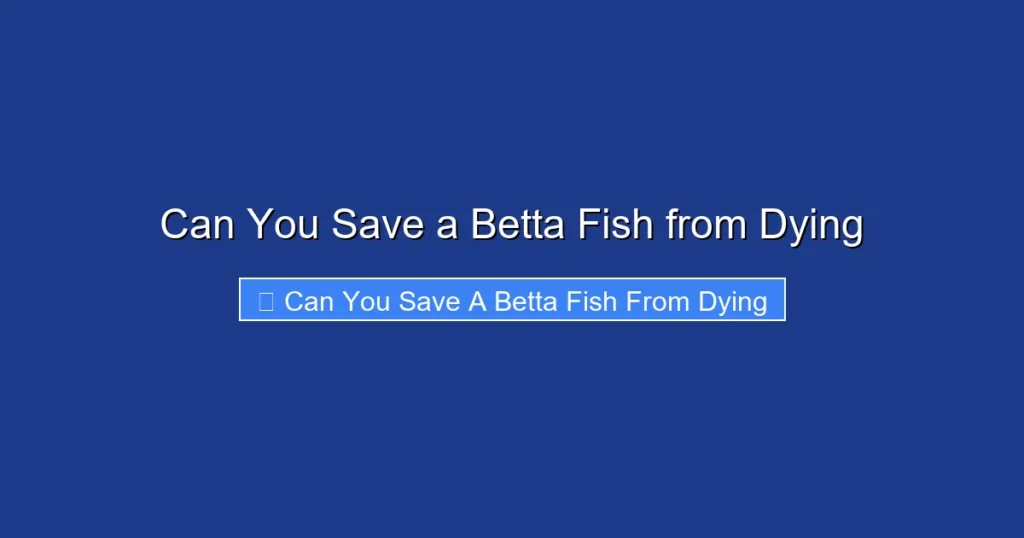 Can You Save a Betta Fish from Dying