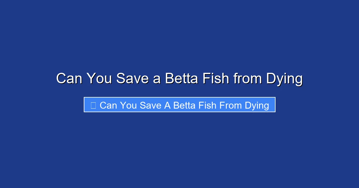 Can You Save a Betta Fish from Dying