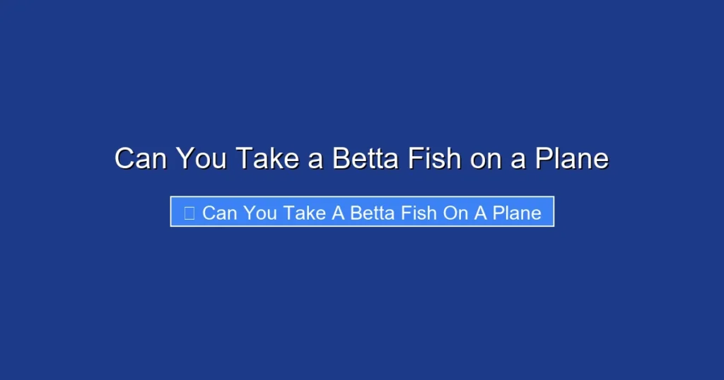 Can You Take a Betta Fish on a Plane