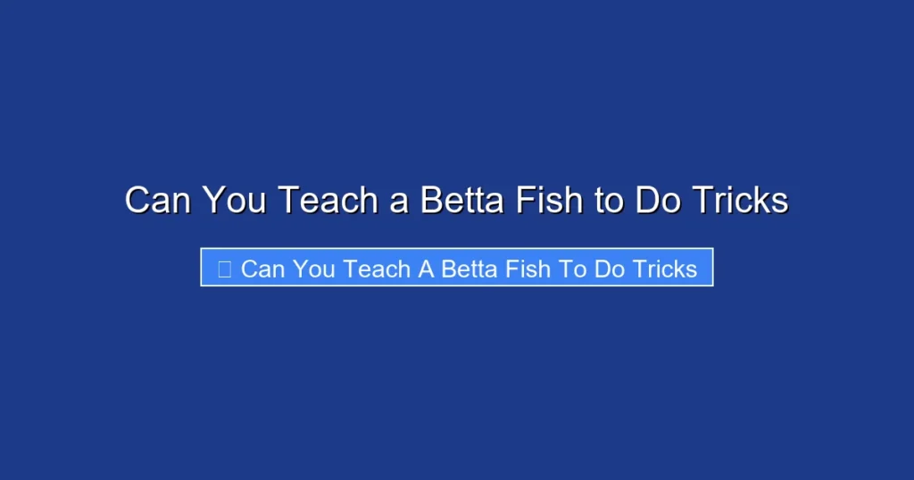 Can You Teach a Betta Fish to Do Tricks