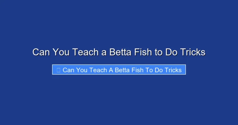 Can You Teach a Betta Fish to Do Tricks
