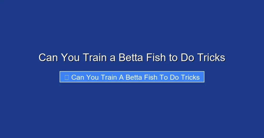 Can You Train a Betta Fish to Do Tricks