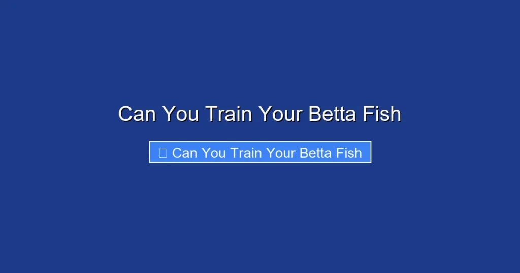 Can You Train Your Betta Fish