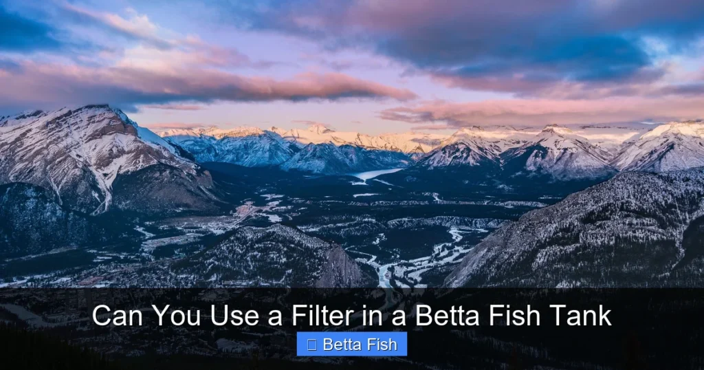 Can You Use a Filter in a Betta Fish Tank