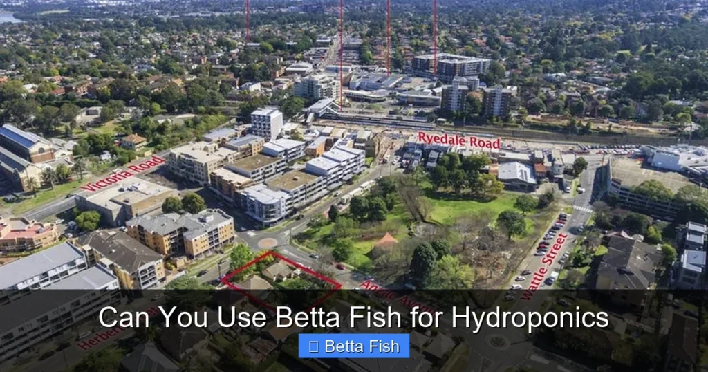 Can You Use Betta Fish for Hydroponics