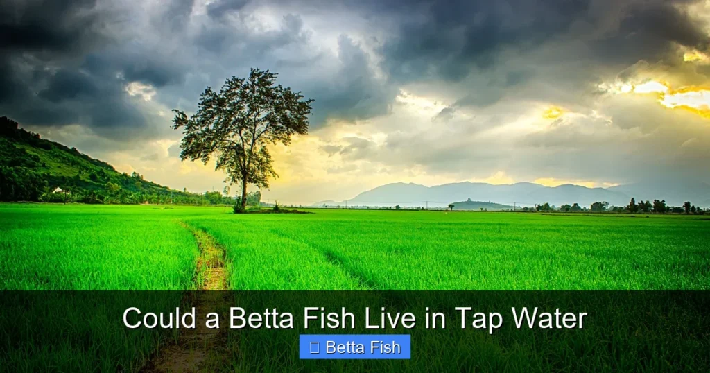 Could a Betta Fish Live in Tap Water