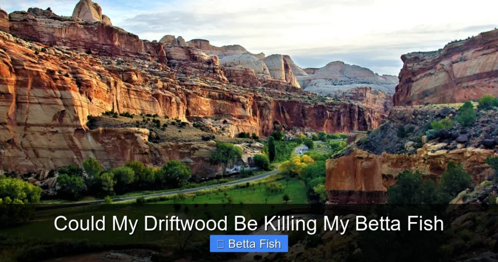 Could My Driftwood Be Killing My Betta Fish