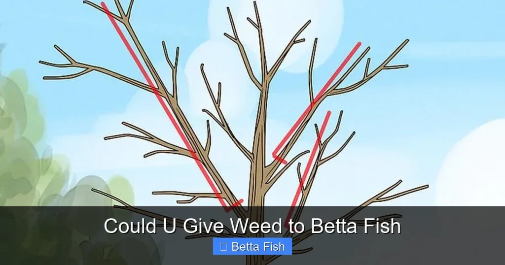 Could U Give Weed to Betta Fish
