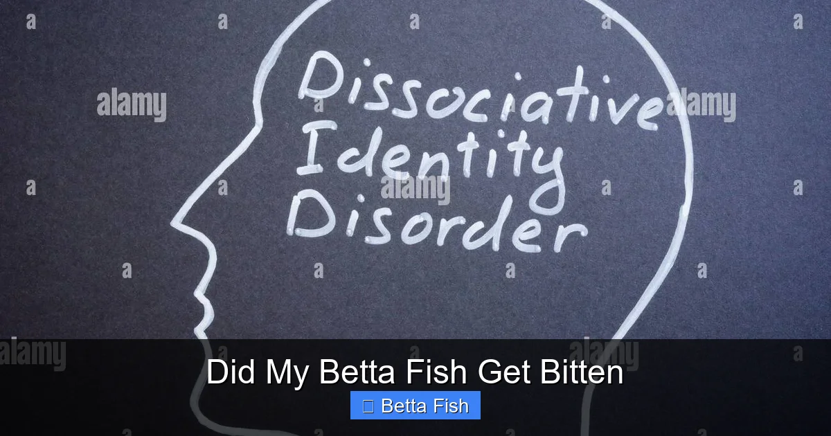 Did My Betta Fish Get Bitten