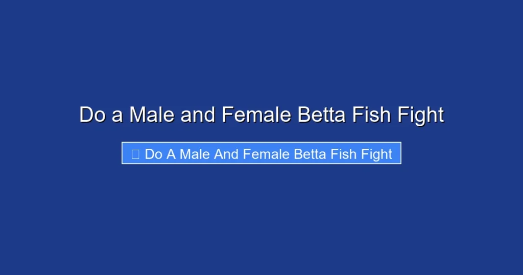 Do a Male and Female Betta Fish Fight