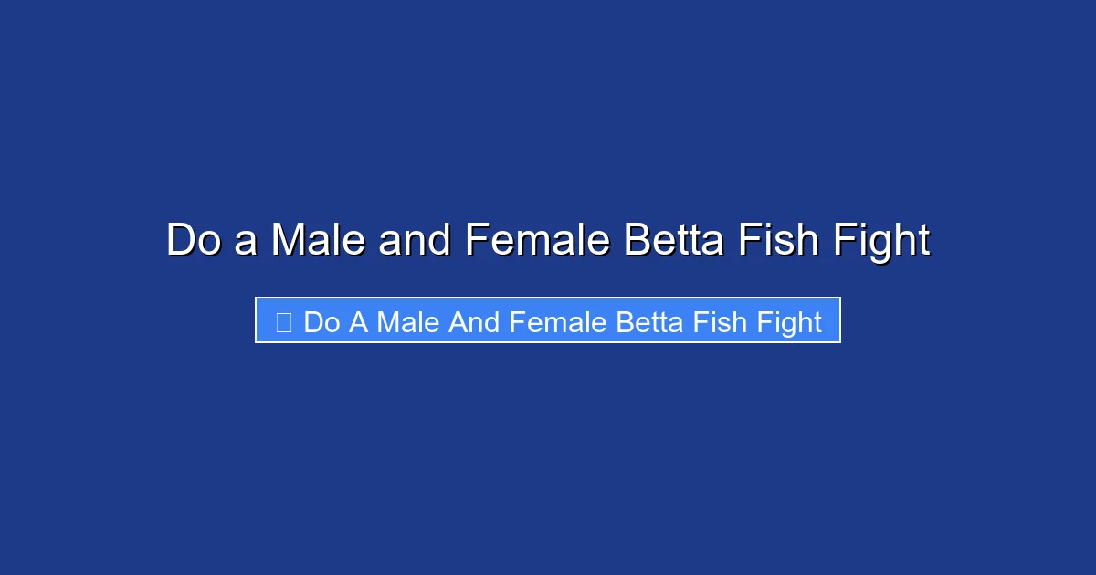 Do a Male and Female Betta Fish Fight