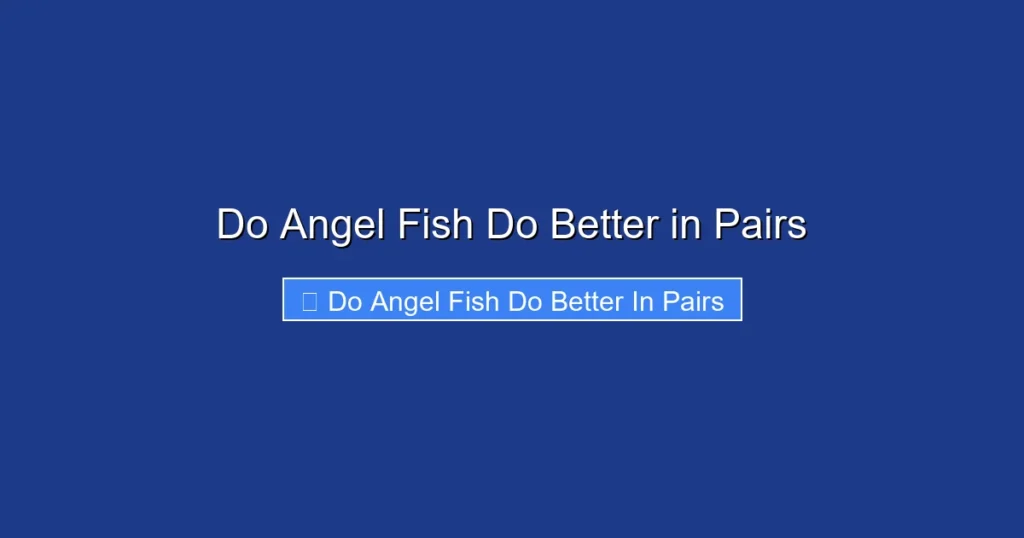 Do Angel Fish Do Better in Pairs