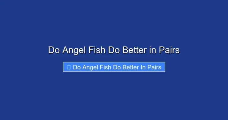 Do Angel Fish Do Better in Pairs