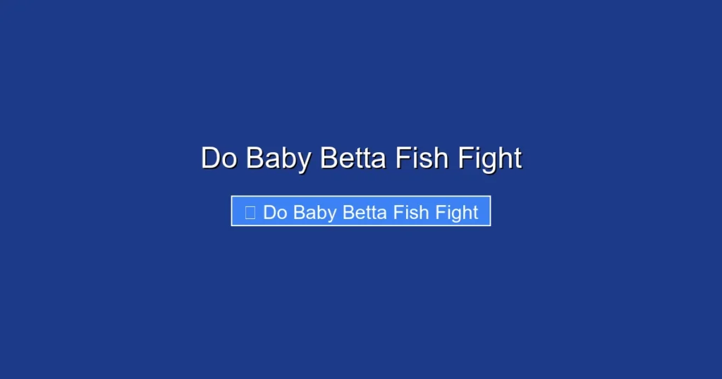 Do Baby Betta Fish Fight